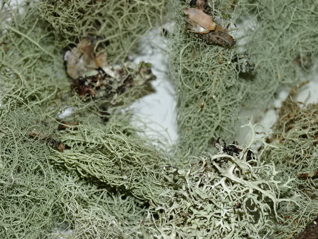 Lichen - Old Man's Beard - Natural 20g