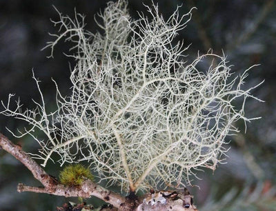 Lichen - Old Man's Beard - Natural 20g